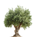 Tree Image